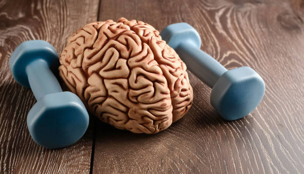 Brain exercise concept. Model brain with two dumbbells on the table.