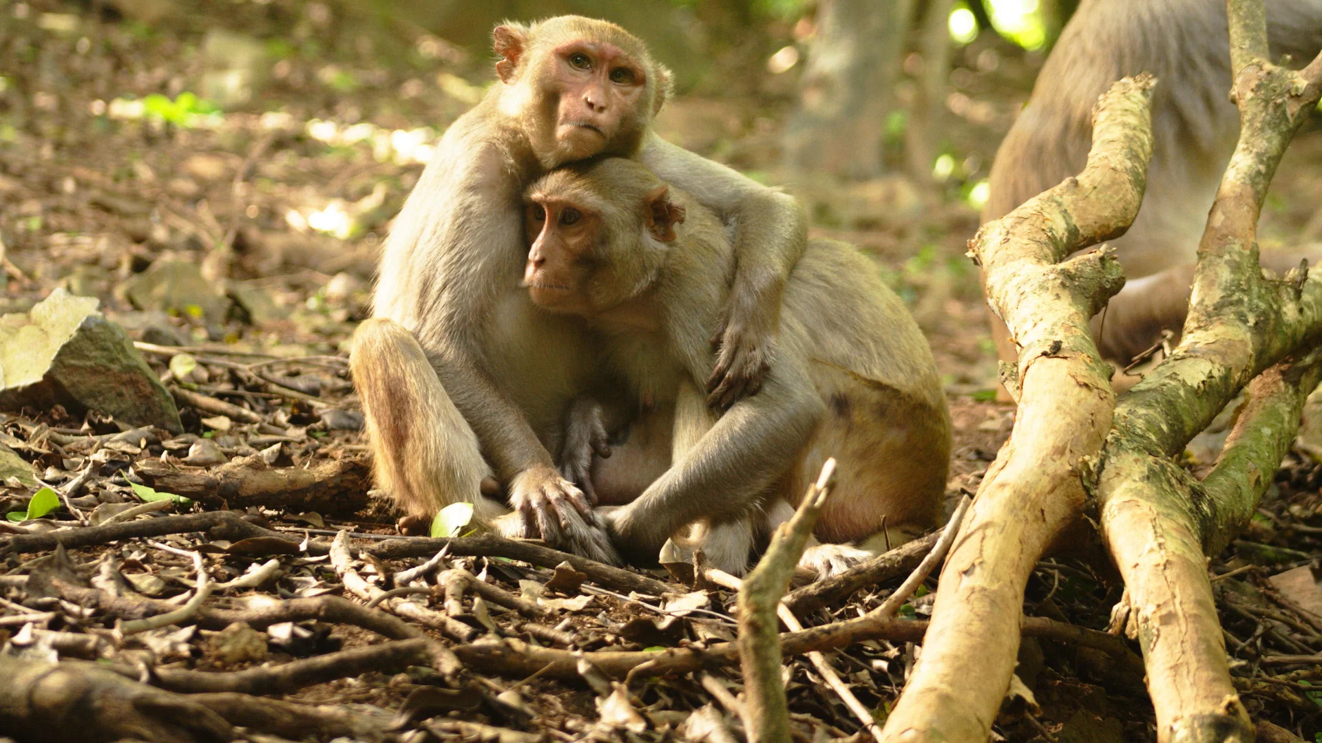monkey re