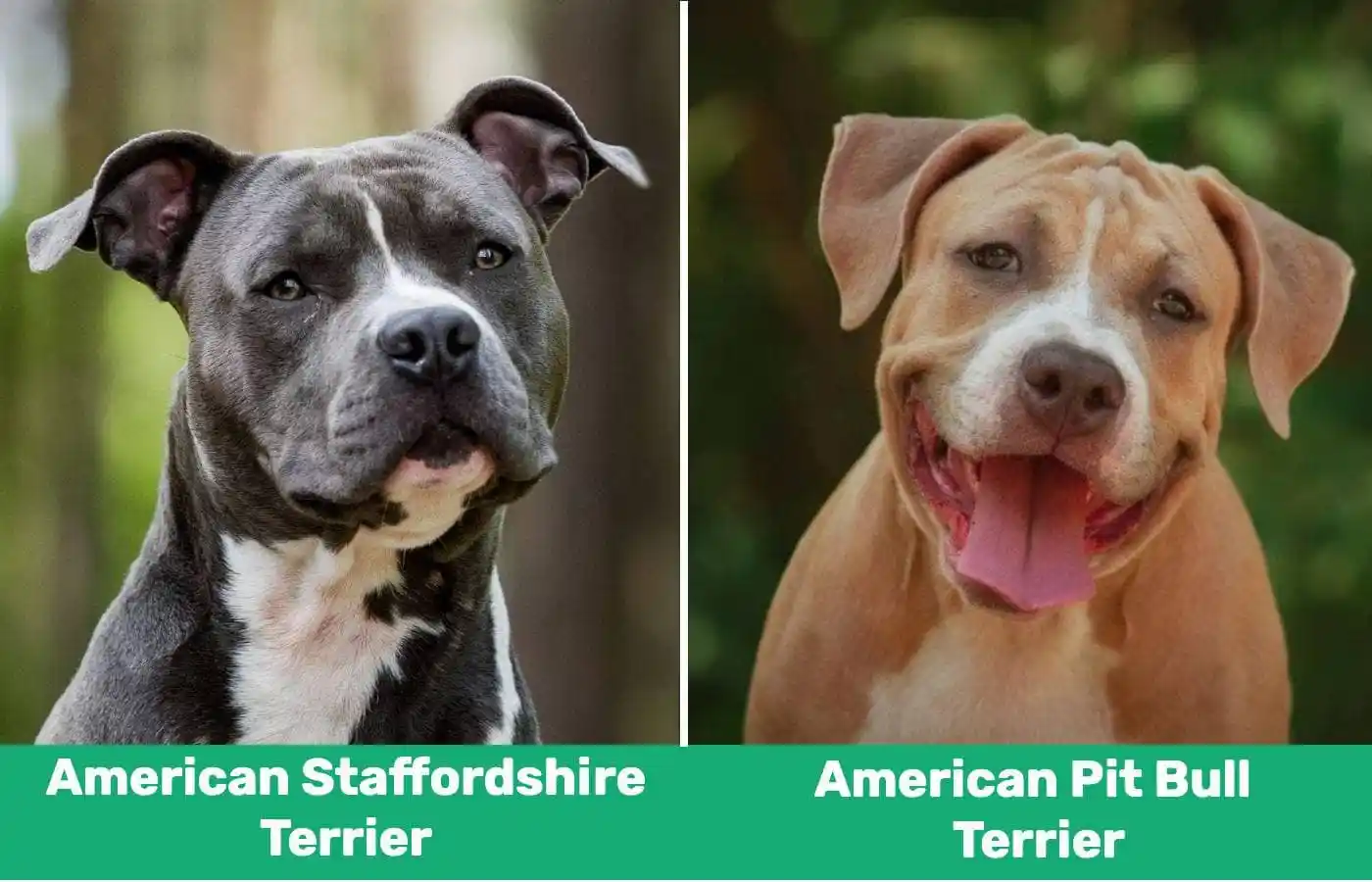 American Stadfordshire Terrier vs Pit Bull side by side