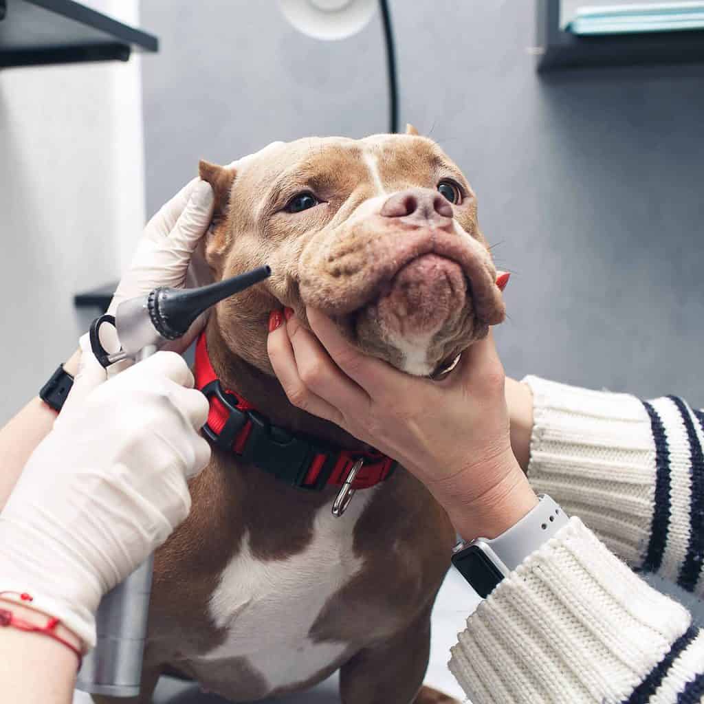 American bully health issues scaled