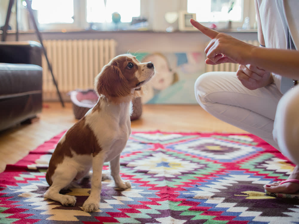 The Wildest Editorial Eight Basic Training Cues to Teach Your Dog Hero