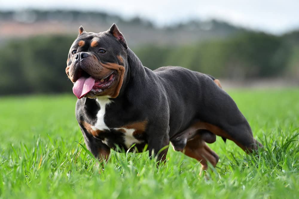 american bully