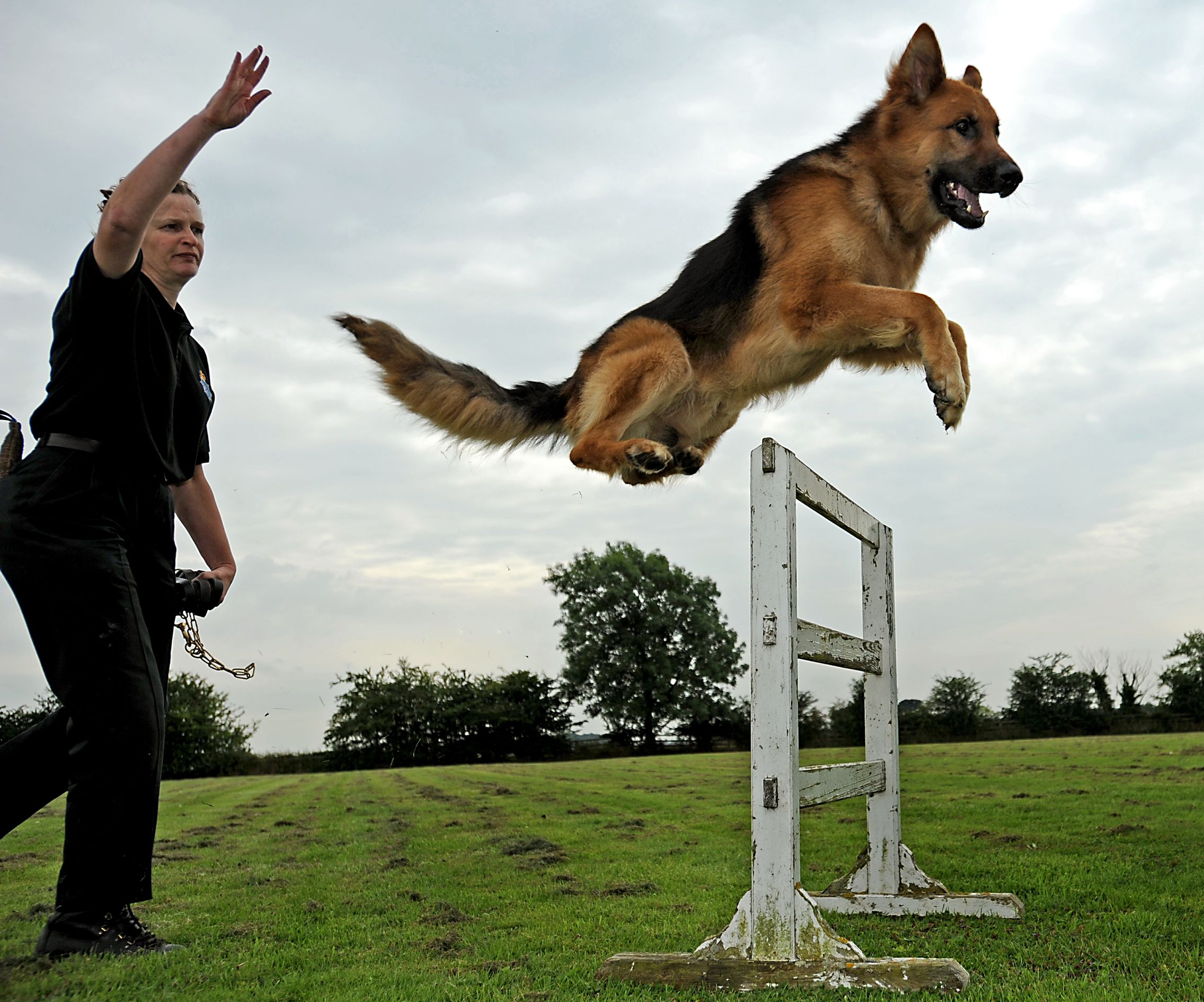 dog training