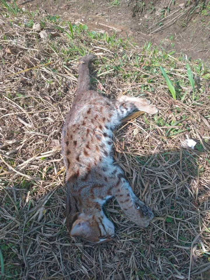අනතුරකින් මිය ගිය කොළ දිවියෙක්