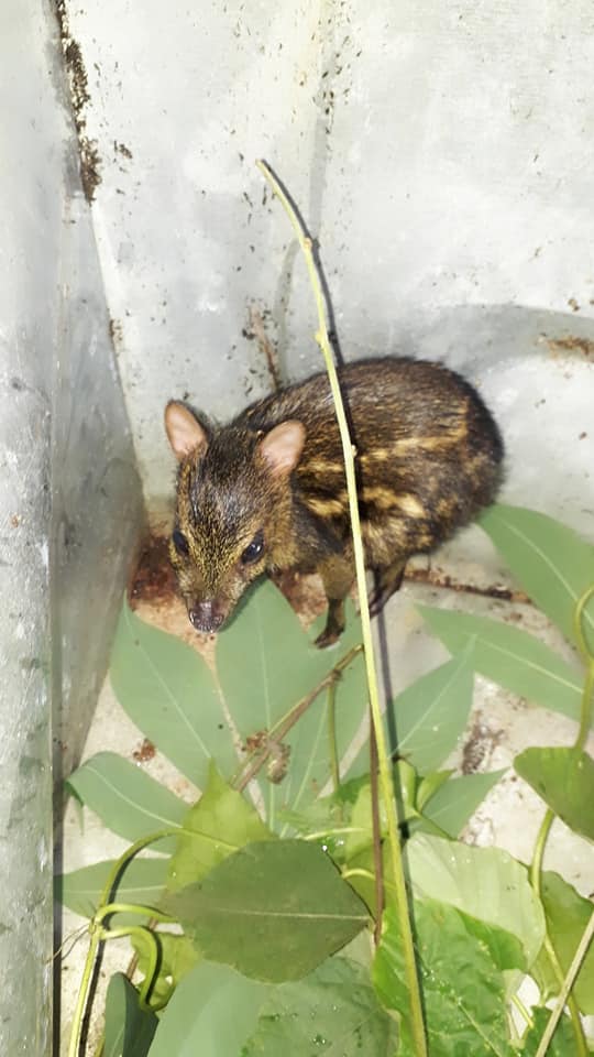 තුවාල ලබා අවතැන් වූ මීමින්නෙක්