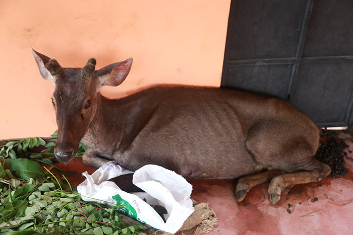 වෙඩි වැදී තුවාල වූ ගෝණෙක්