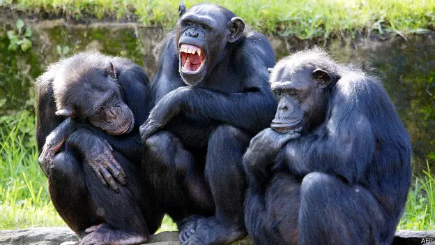 140704093107 chimpanzee 624x351 afp.jpg