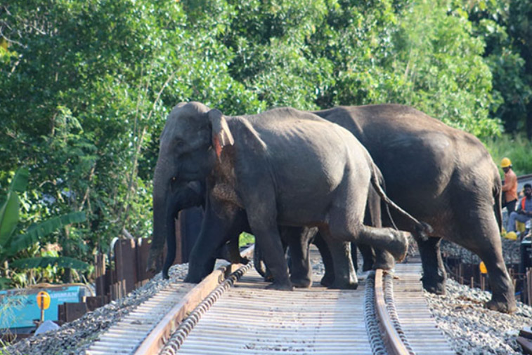 elephant