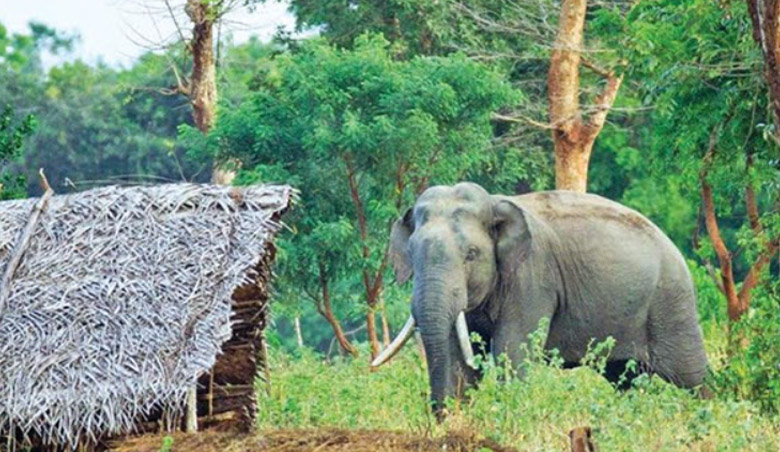 wild elephant