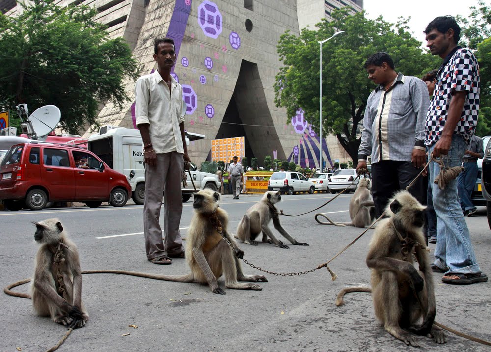 ඉන්දියාවේ රිළවුන් එළවන අළු වඳුරු හමුදාව