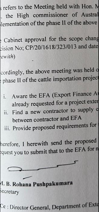 cattle6