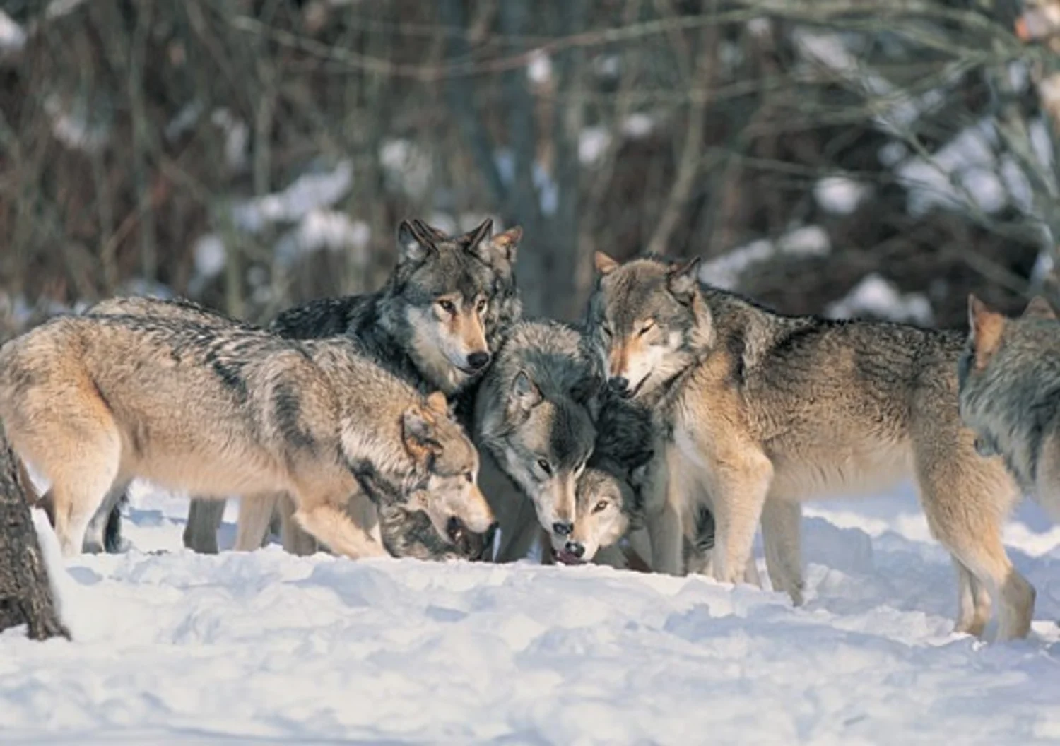 091103 tech wolves hmed