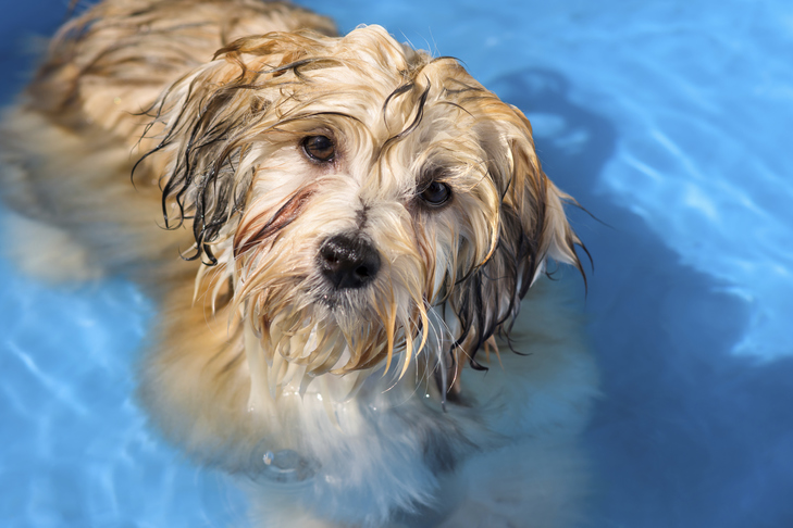 Havanese in a small pool outdoors