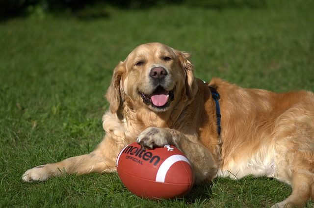 cute dog