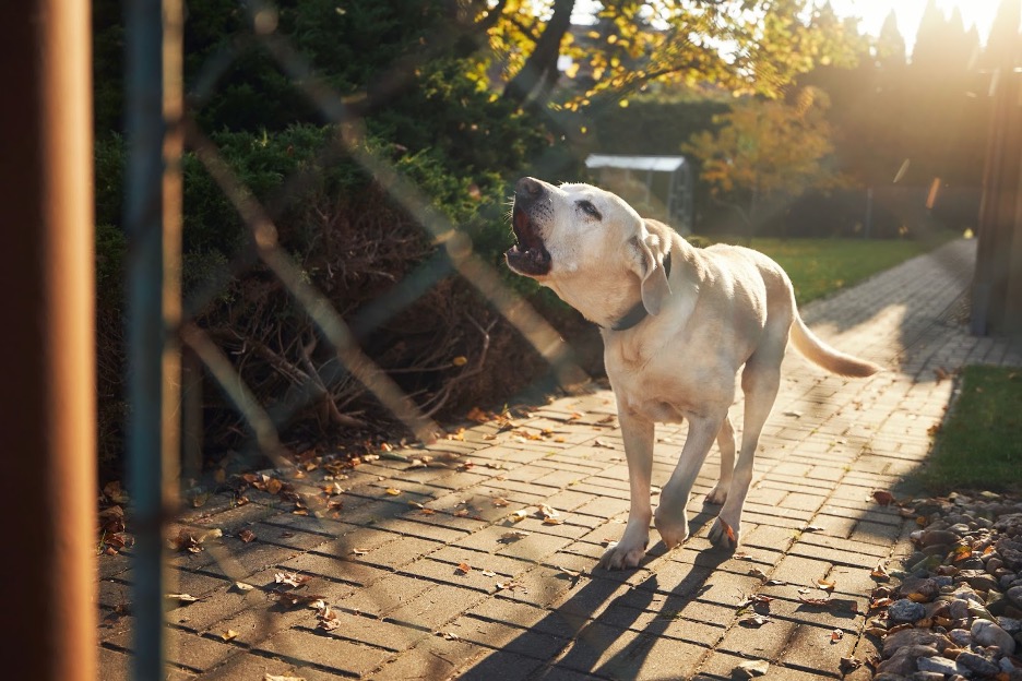 dogbark