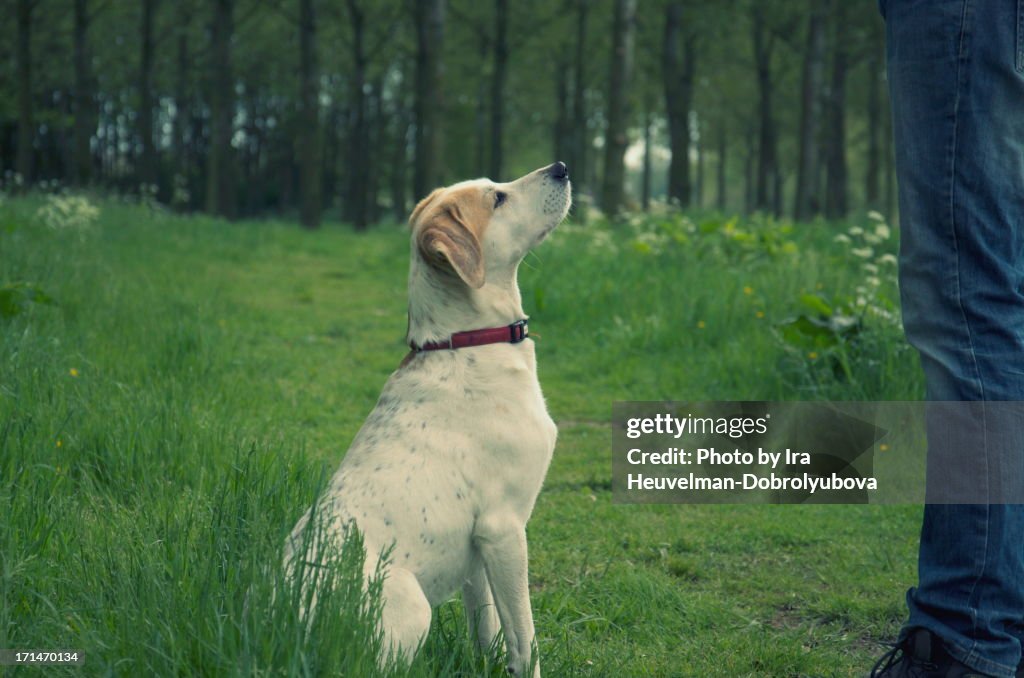 Dog sitting and waiting for a command