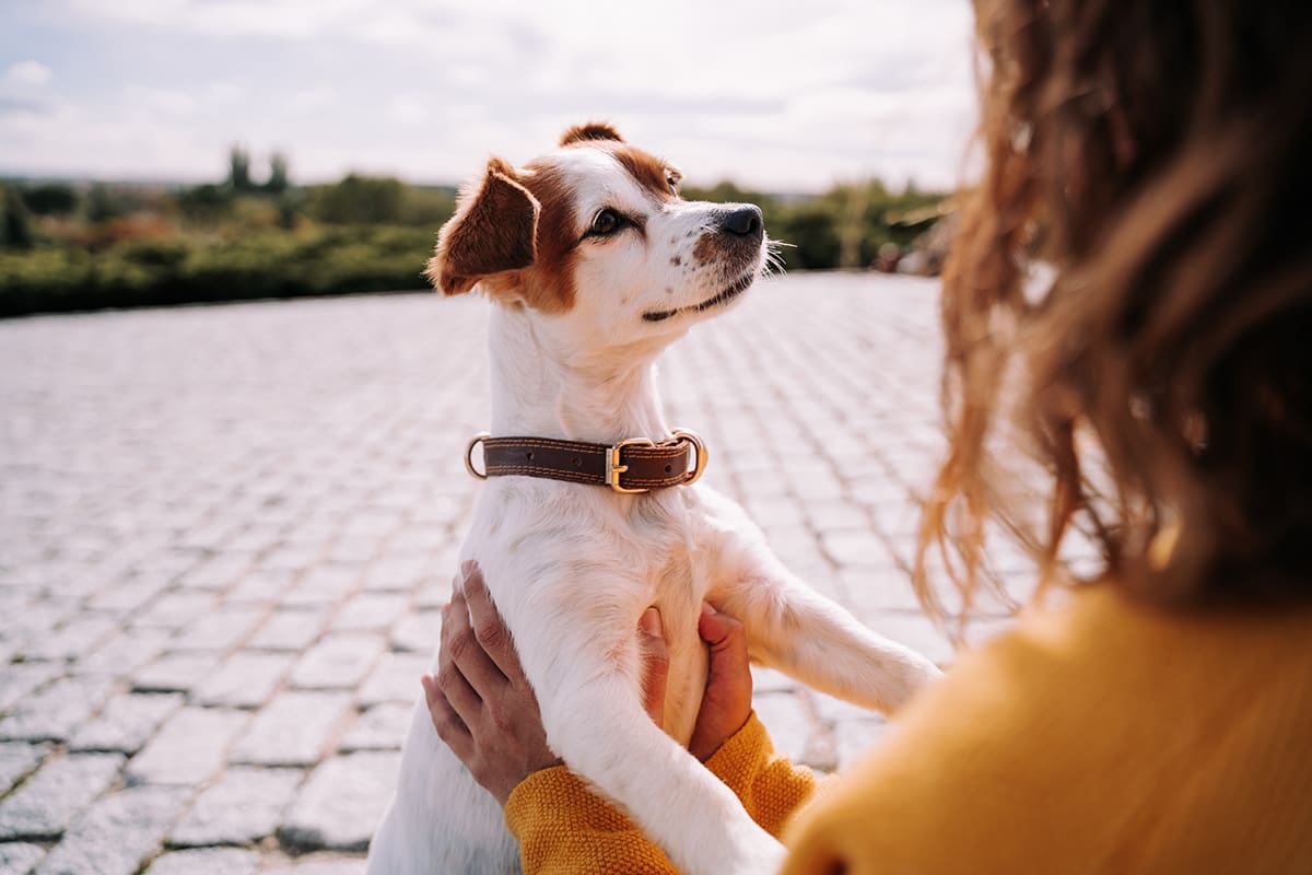 good advice human dog bond