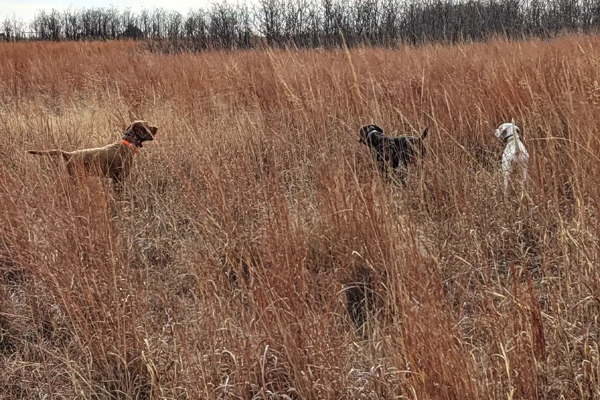 training old young dogs together 1200x800