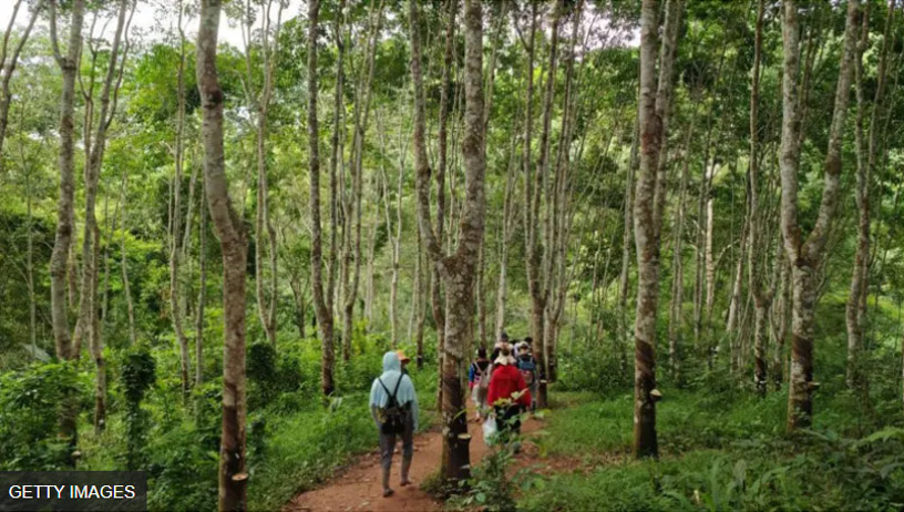 walk forest