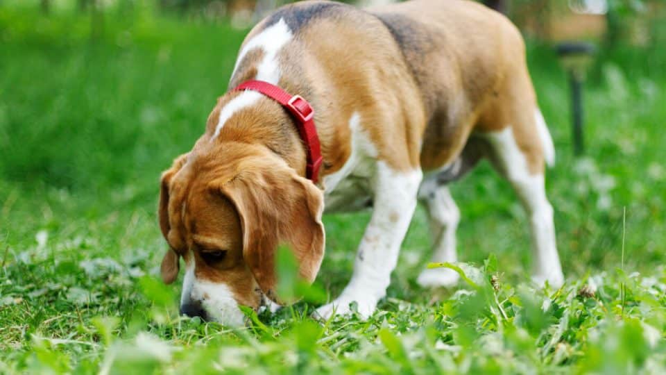 why do dogs have wet noses dog sniffing grass 960x540