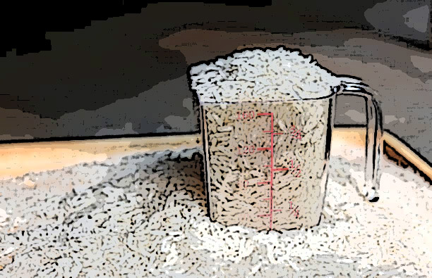 rice 