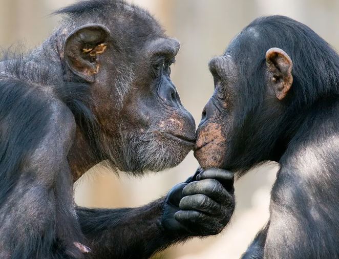 kiss 1