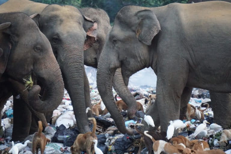 Elephant in Garbage dump 2c