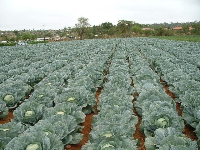 cabbage