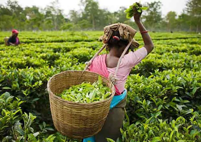 tea state worker