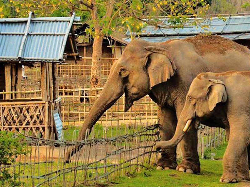 Human and Elephant