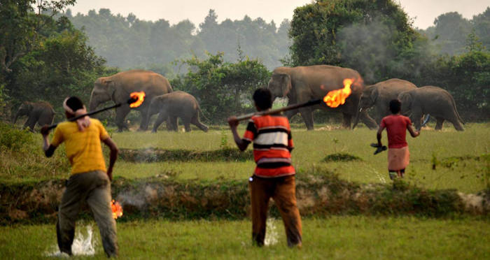 elephant fire