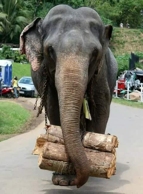 elephant 111