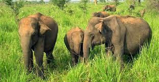 elephant gaman