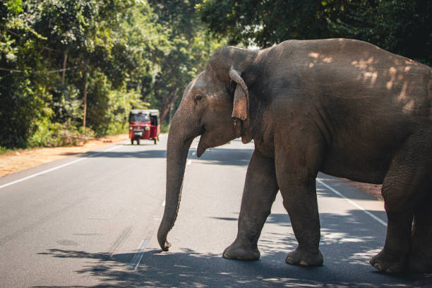 Wild elephant crossing main road while red tuk tuk gives him the right of way. Habarana in Sri Lanka.