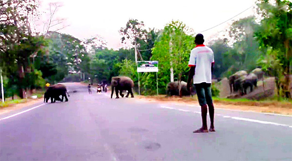 අලි කුමාර2