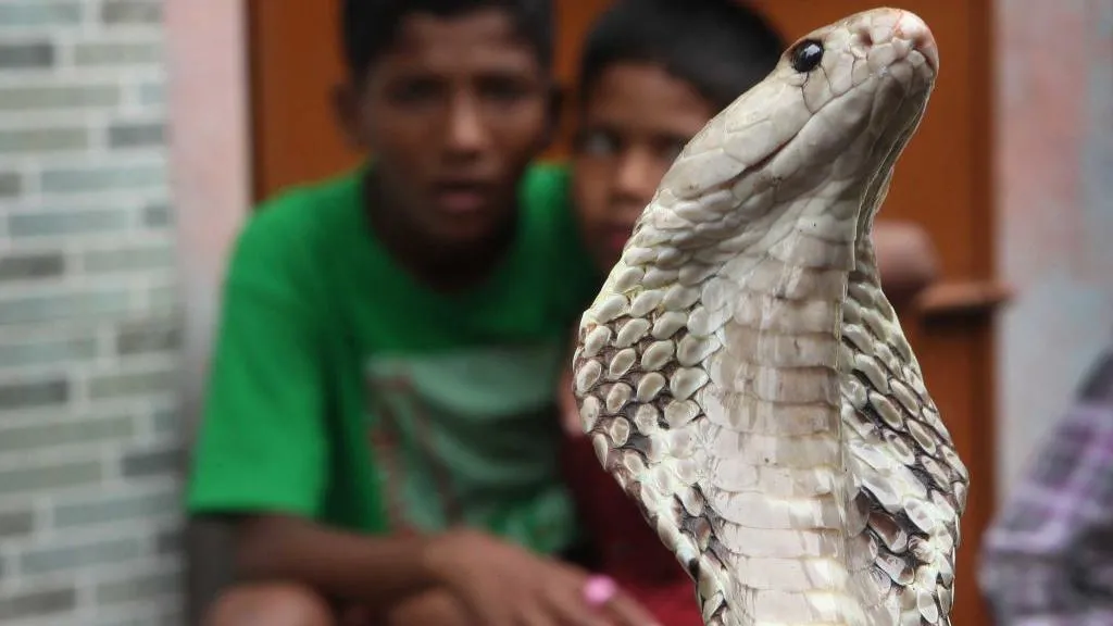 india snake