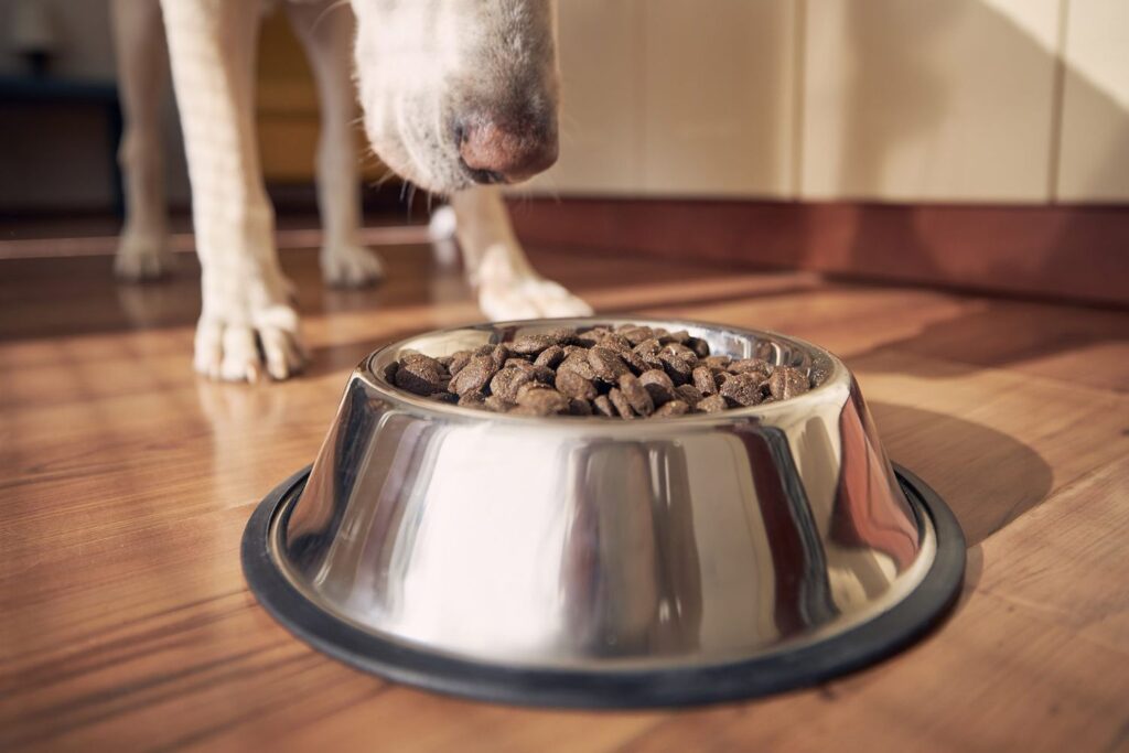 dog food recall 1024x683