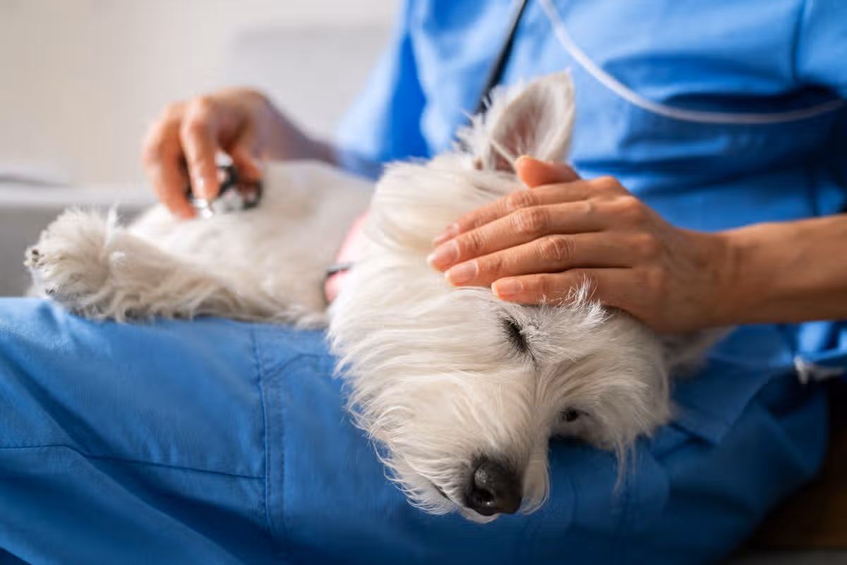 dog medicne