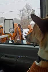 dog