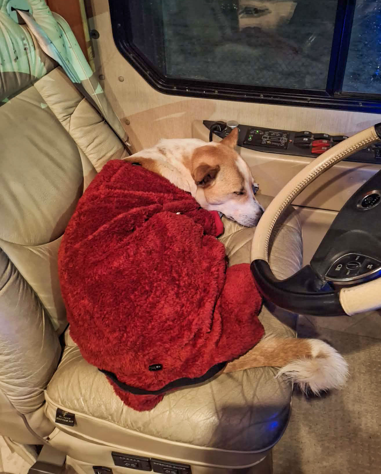 dog aloka car