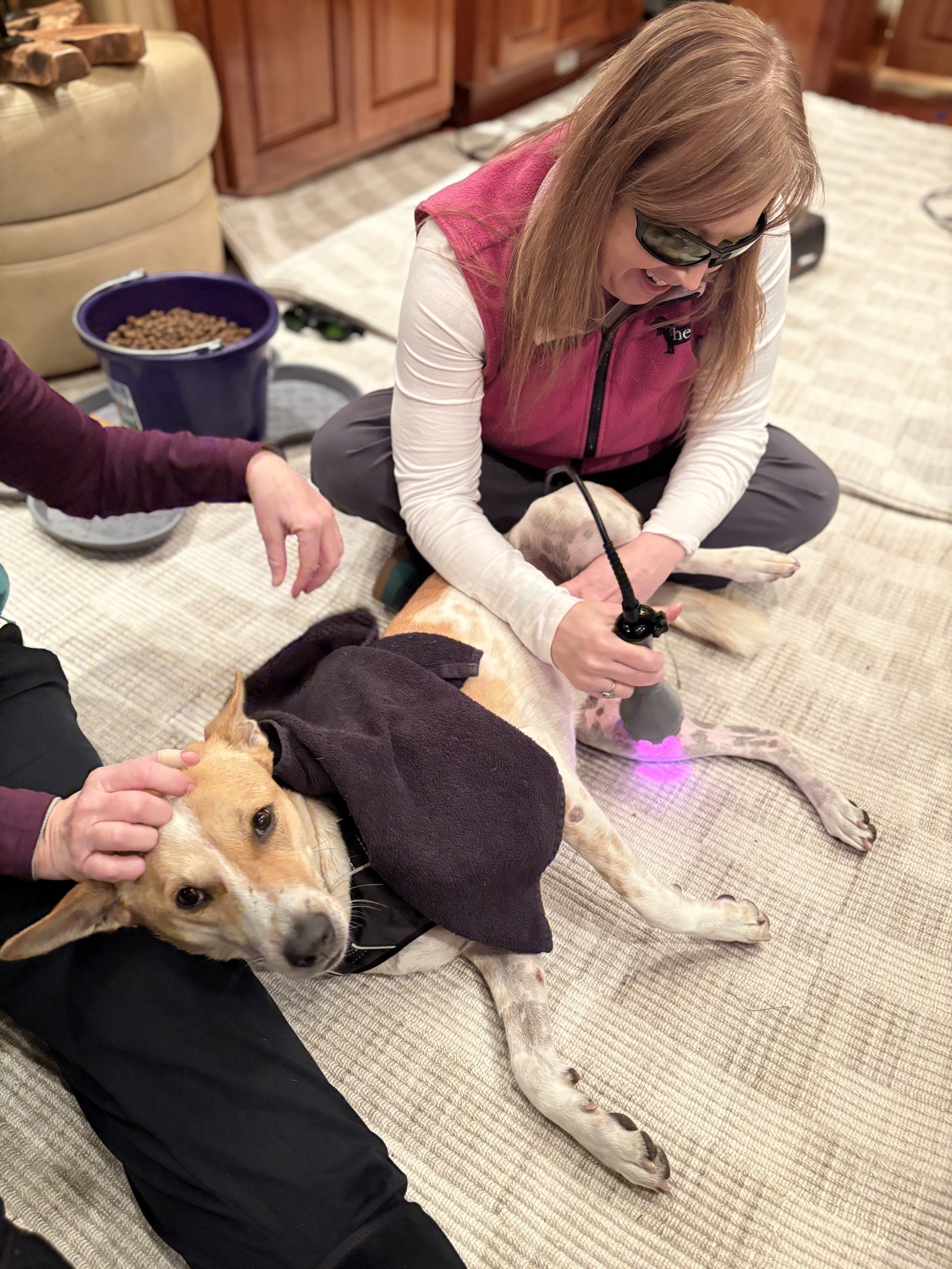 medicine dog