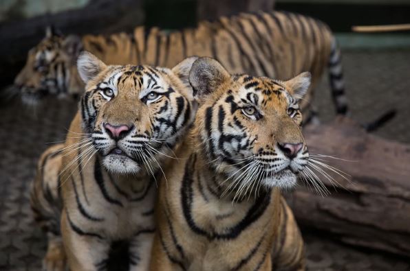 tige9283