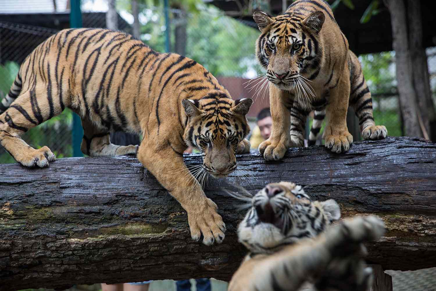 tiger kingdom mae rim thailand 022326 1c8b43b4e7184dbaa87a0187bf333dcd