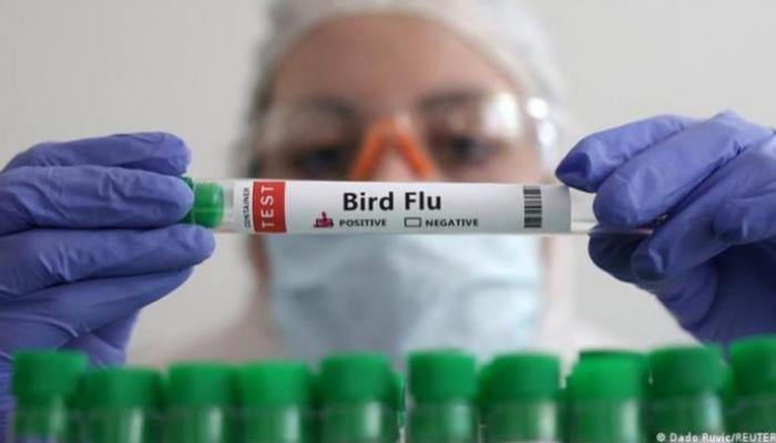 196 094202 first case h5n1 bird flu discovered in australia 700x400 1781935649623 59jfj1