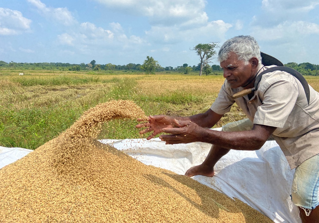 rice farmer