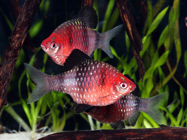 Puntius Nigrofasciatus 04