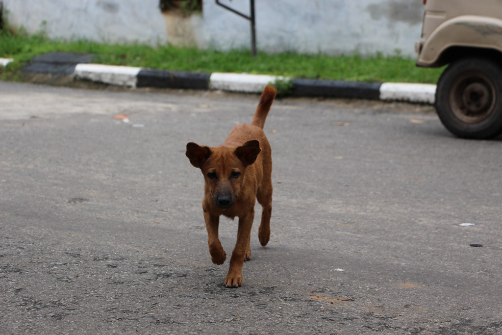 dog 1