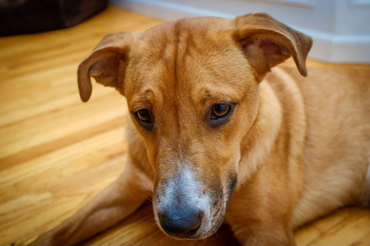 dog 5