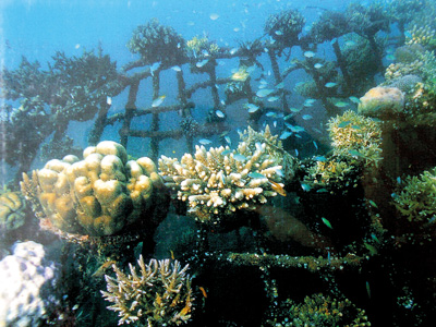 coral 05