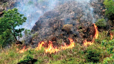 wildfire 007